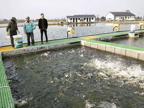 魚(yú)躍“跑道”煥新生 水鄉(xiāng)興起循環(huán)養(yǎng)殖，傳統(tǒng)漁業(yè)駛?cè)肷?jí)快車(chē)道
